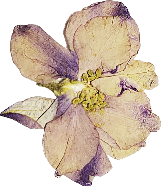 V2 Blossom