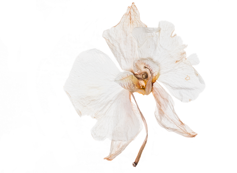 V2 Orchid
